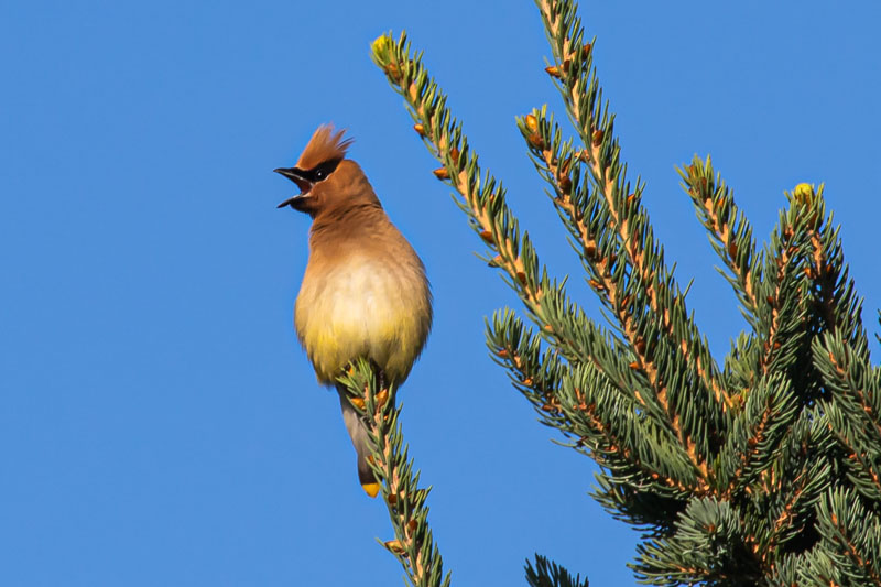 Cedar Waxwing calling from a spruce tree