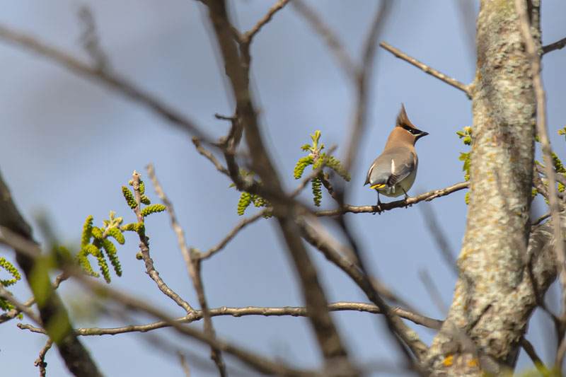 Cedar Waxwing facing away on a branch with yellow tail tip visible