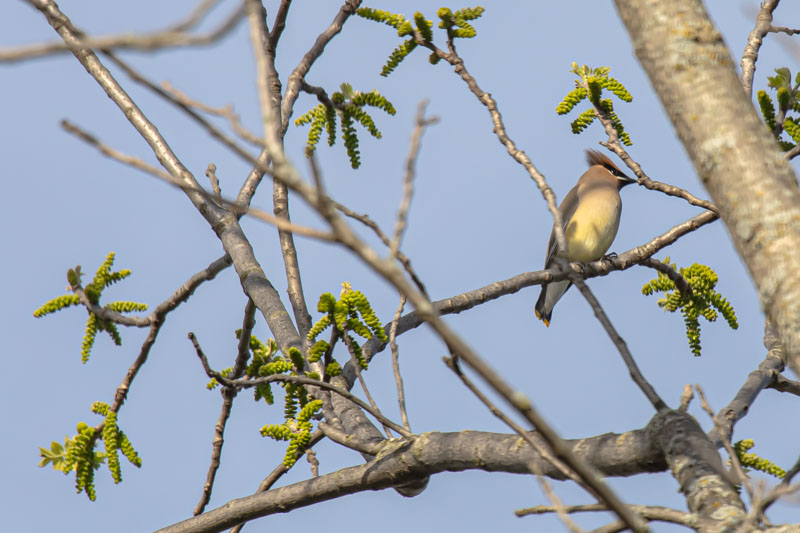 Cedar Waxwing