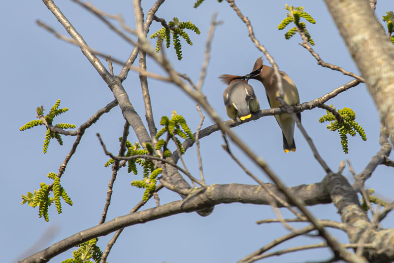 Cedar Waxwing pair passing a green spring bud