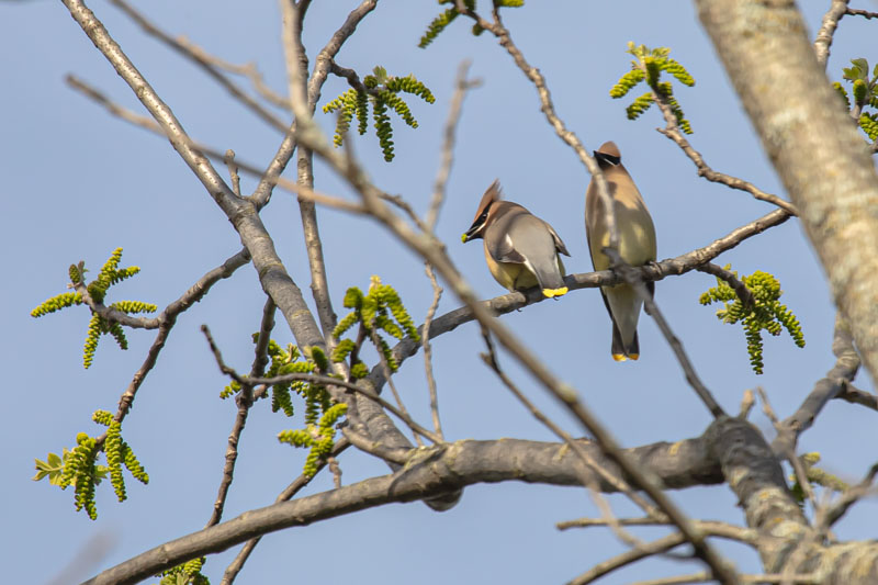 Two Cedar Waxwings perched together after passing a green bud