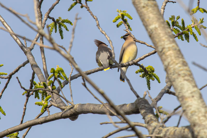 Cedar Waxwing pair perched among spring buds