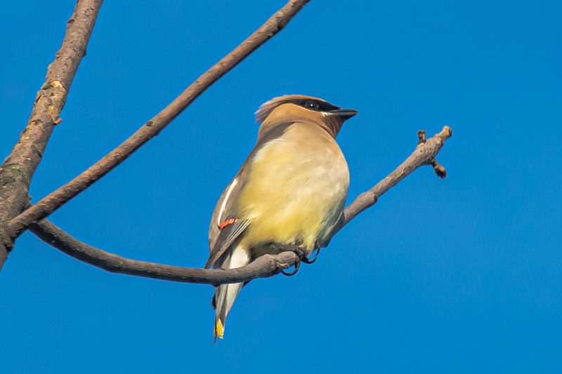 Cedar Waxwing showing red waxy wing tips and yellow tail tip