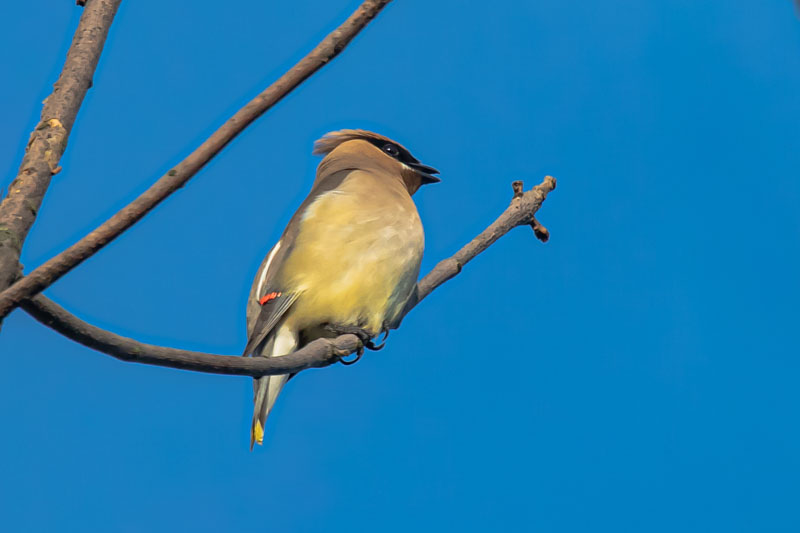 Cedar Waxwing perched on an open branch against blue sky
