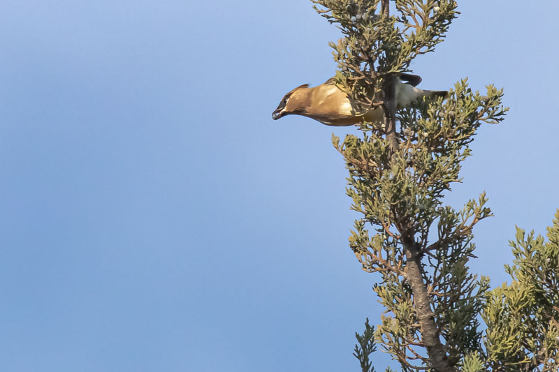Grasping a Juniper Berry
