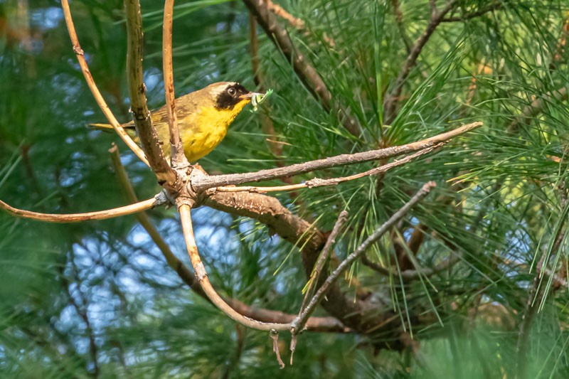 Male Common Yellowthroat carrying an insect among pine branches