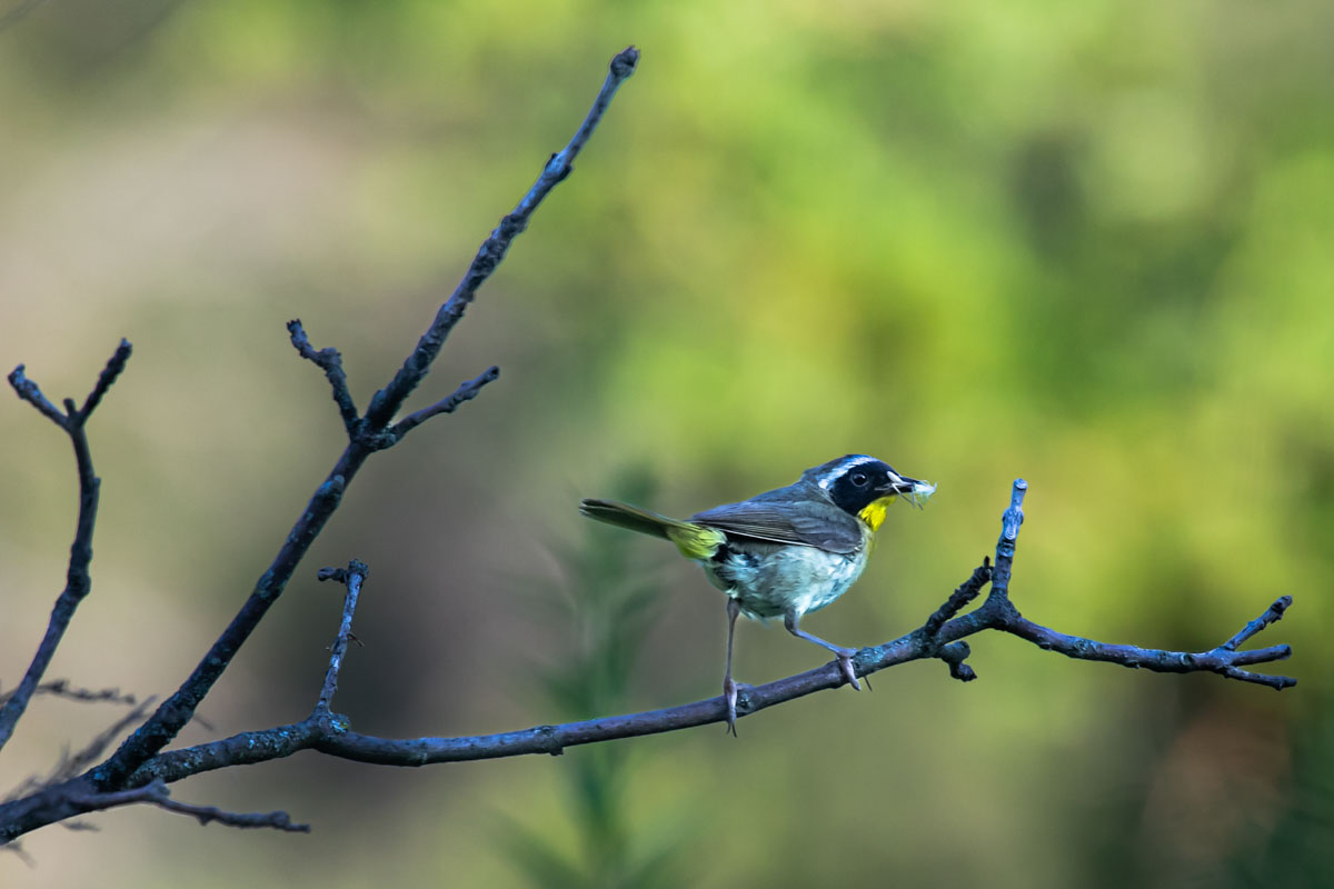 Male Common Yellowthroat carrying an insect on an open branch