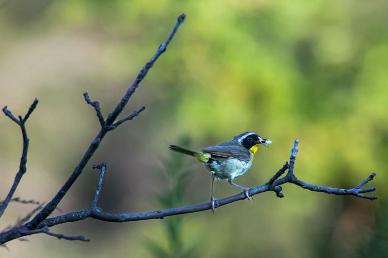 Male Common Yellowthroat carrying an insect on an open branch