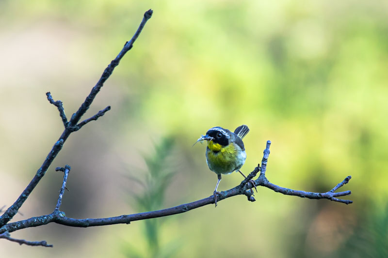 Male Common Yellowthroat perched on a long bare branch with a soft green background