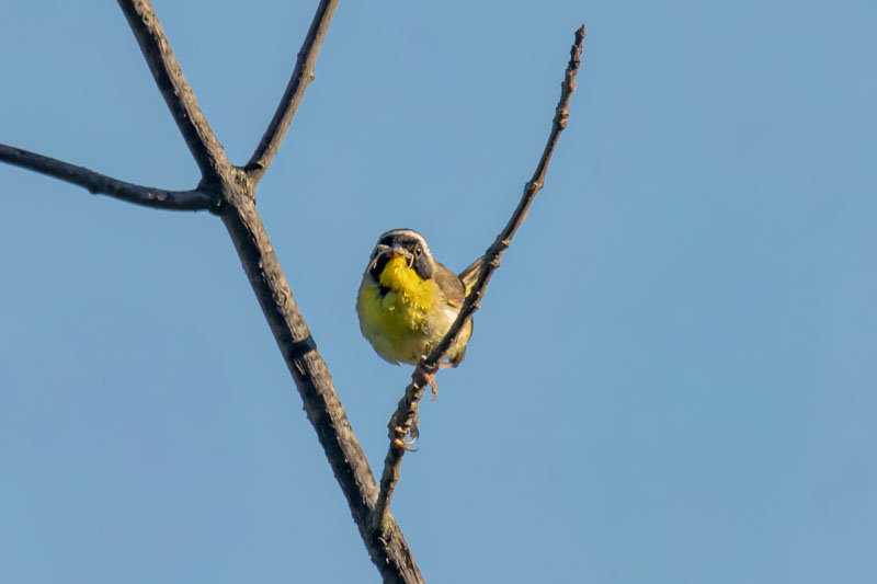 Male Common Yellowthroat facing forward from a bare branch against blue sky