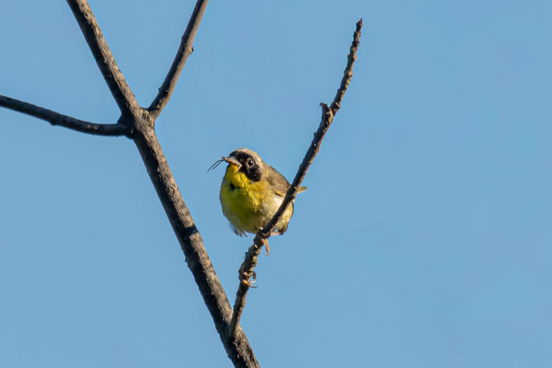 Male Common Yellowthroat holding an insect against a clear blue sky