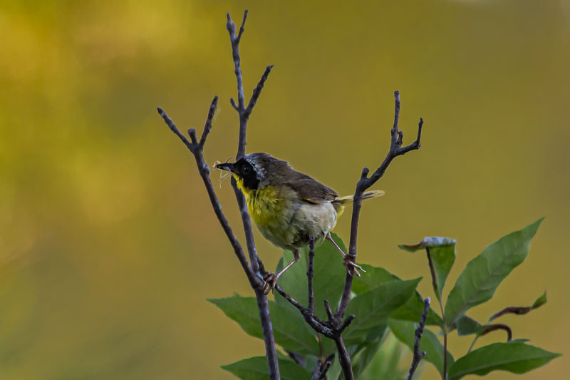 Male Common Yellowthroat framed by bare twigs against a warm meadow background