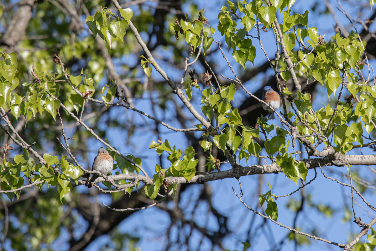 Eastern Bluebird Pair in Spring Tree