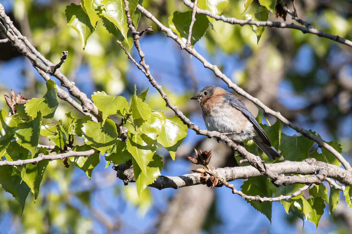 Female Eastern Bluebird on Branch