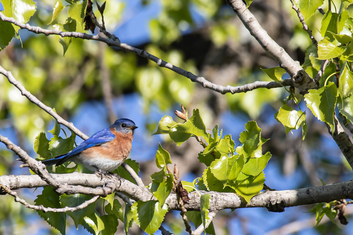Male Eastern Bluebird in Spring Leaves