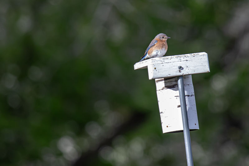 Female Eastern Bluebird on Nest Box
