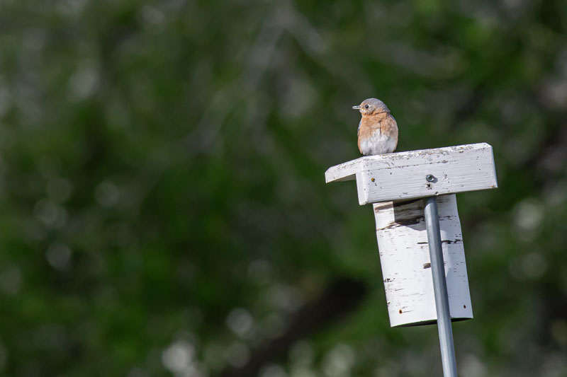 Female Eastern Bluebird Facing Forward