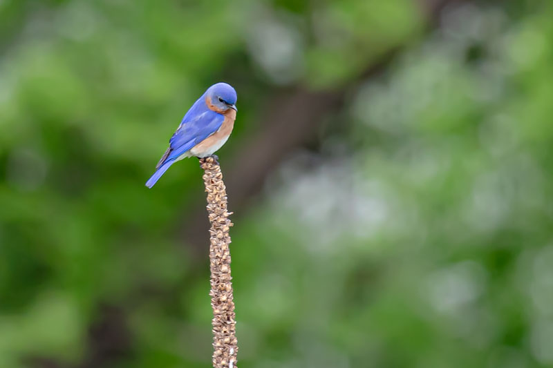 Eastern Bluebird