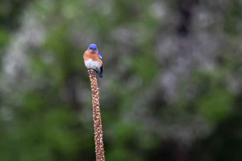 Male Eastern Bluebird on Mullein Stalk
