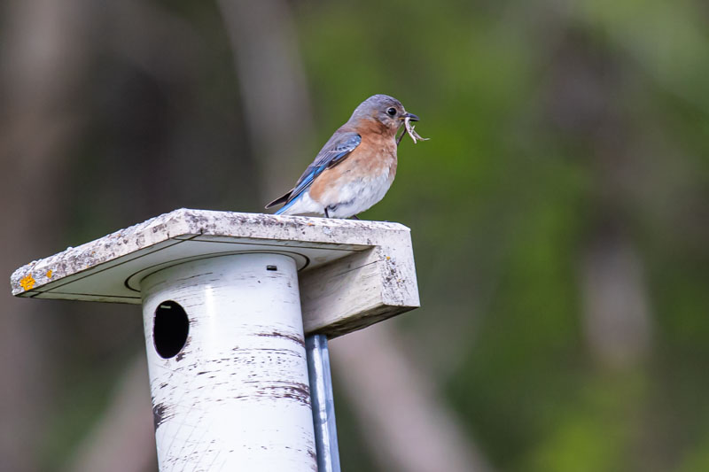 Female Eastern Bluebird at Nest Box