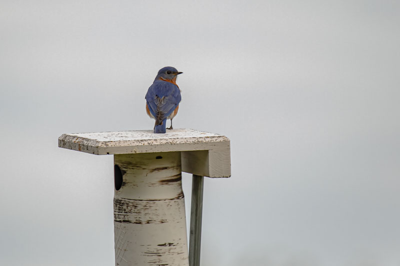 Male Eastern Bluebird on Nest Box