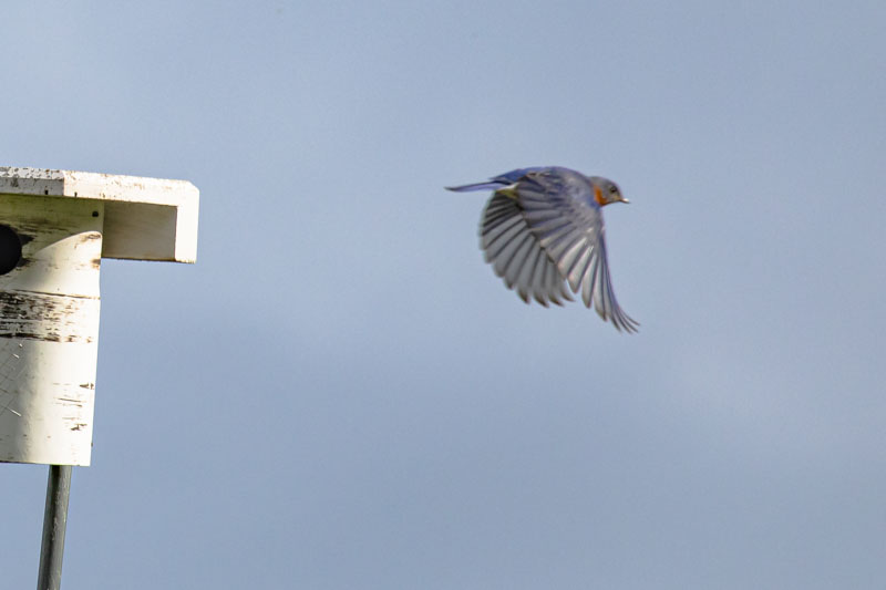 Male Eastern Bluebird in Flight