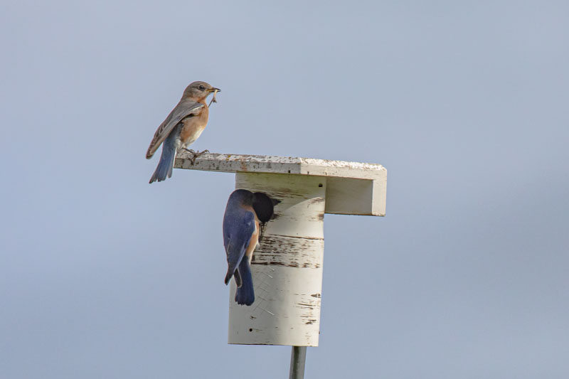 Eastern Bluebird Pair at Nest Box