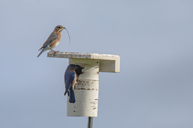 Eastern Bluebird Pair at Nest Box