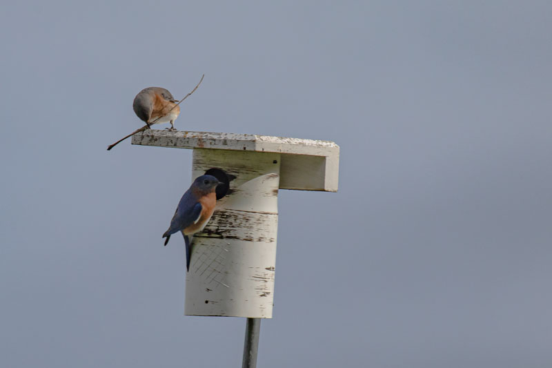 Female Eastern Bluebird with Nesting Material