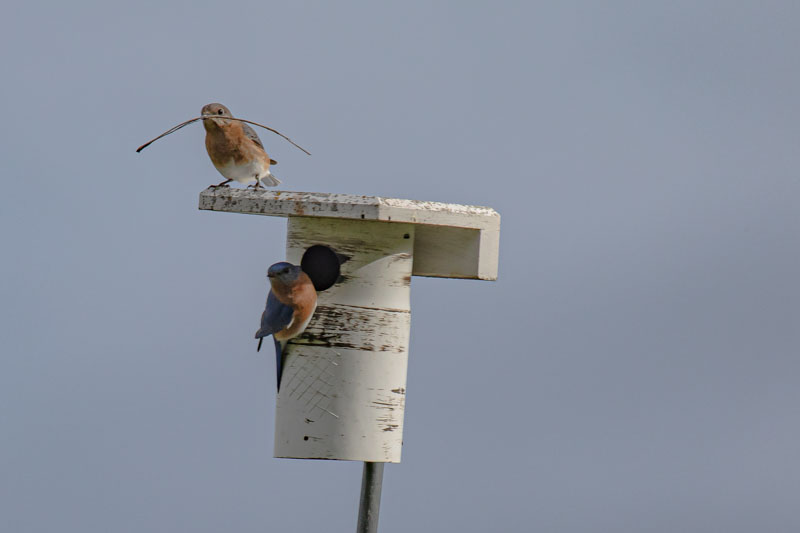 Female Eastern Bluebird Carrying Nesting Material