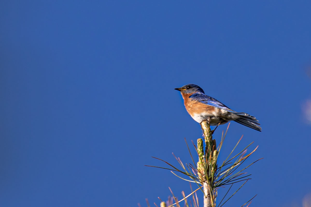 Male Eastern Bluebird perched at the top of a pine tree