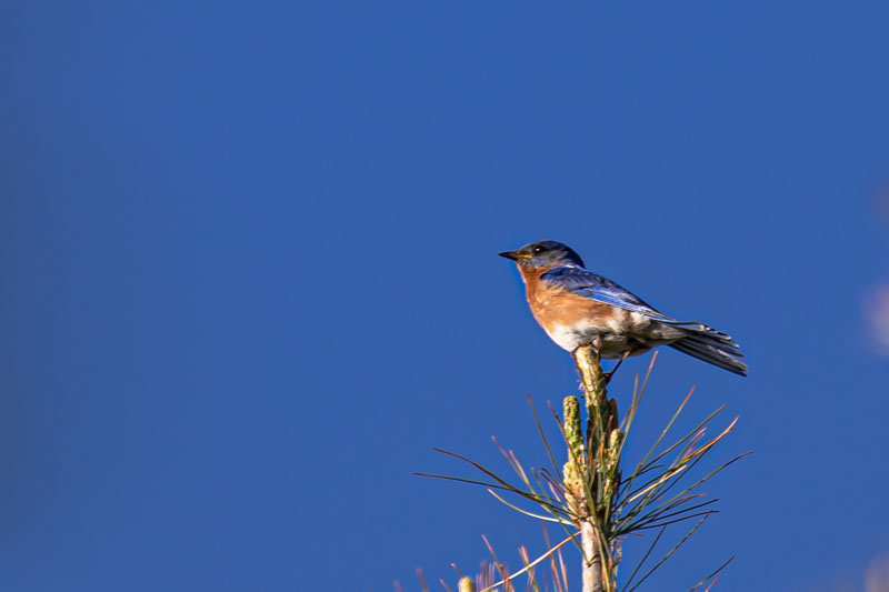 Pine-Top Lookout
