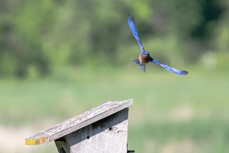 Bluebird Launch