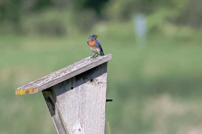 Male Eastern Bluebird perched on a nest box