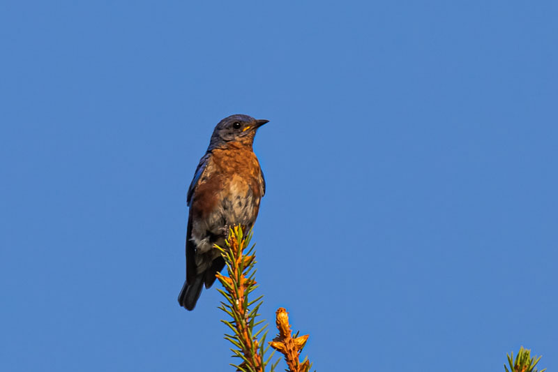 Male Eastern Bluebird perched at the top of a pine against a clear blue sky