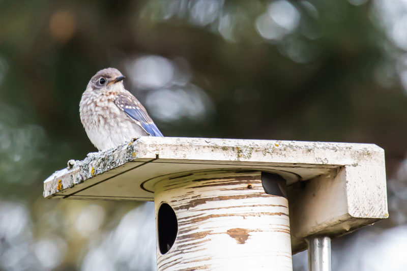 Juvenile Eastern Bluebird