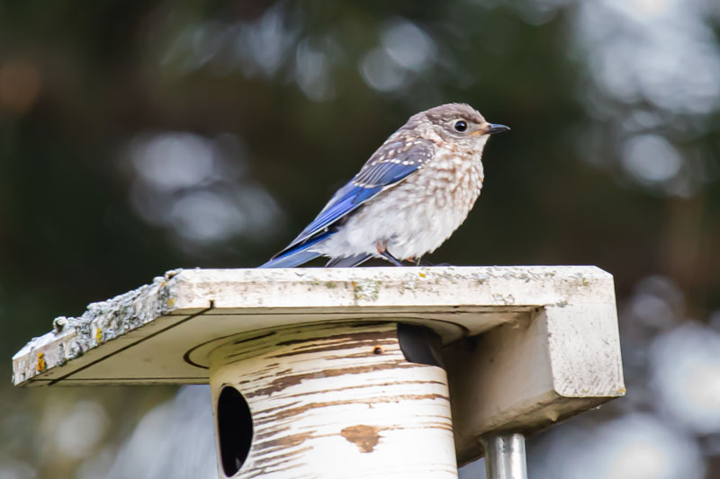 Juvenile Eastern Bluebird on a nest box roof with blue wings and pale spotted breast