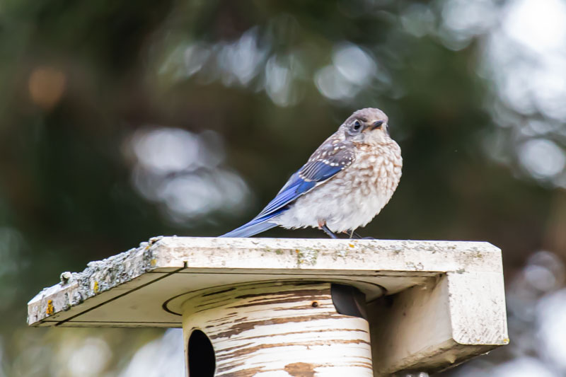 Juvenile Eastern Bluebird with spotted breast and blue wings on a nest box roof