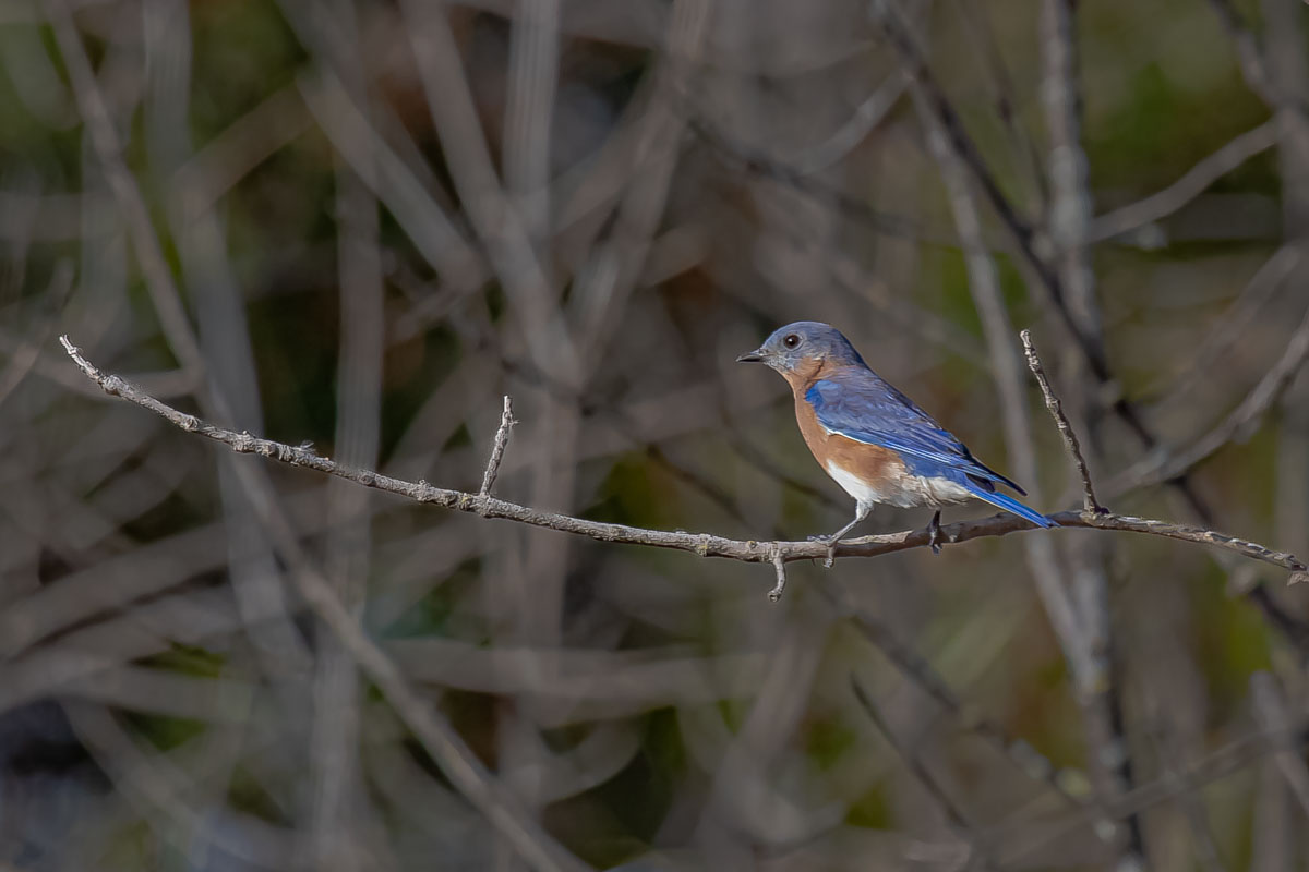Male Eastern Bluebird perched among fall branches