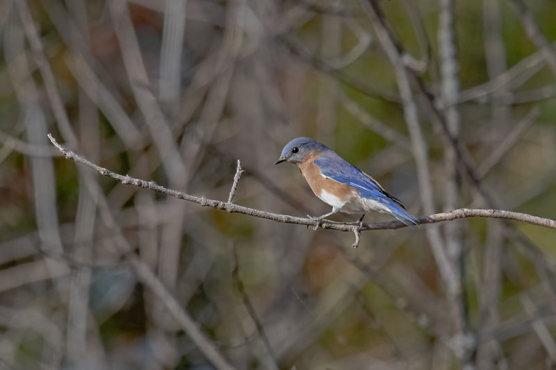 Eastern Bluebird in Fall Branches
