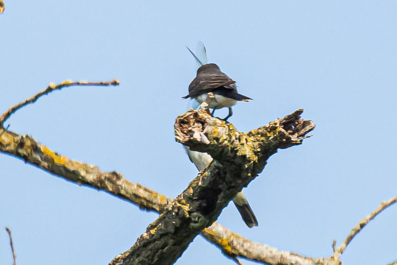 Two Eastern Kingbirds positioned around a broken exposed branch during a prey exchange