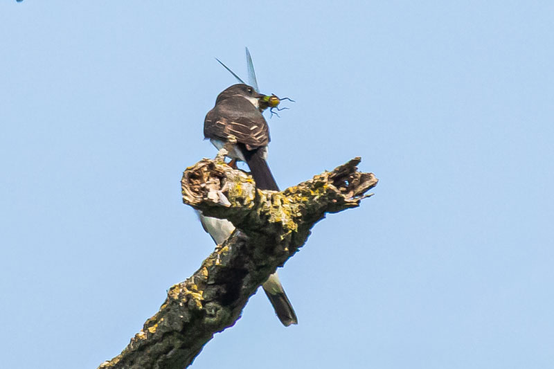 Eastern Kingbird perched on a broken branch holding a dragonfly crosswise in its bill