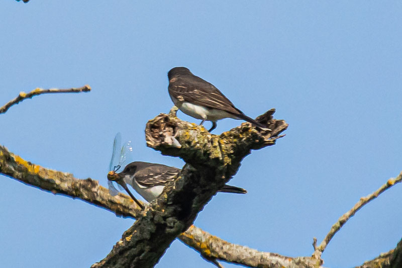 Two Eastern Kingbirds on a branching perch as one holds a captured dragonfly