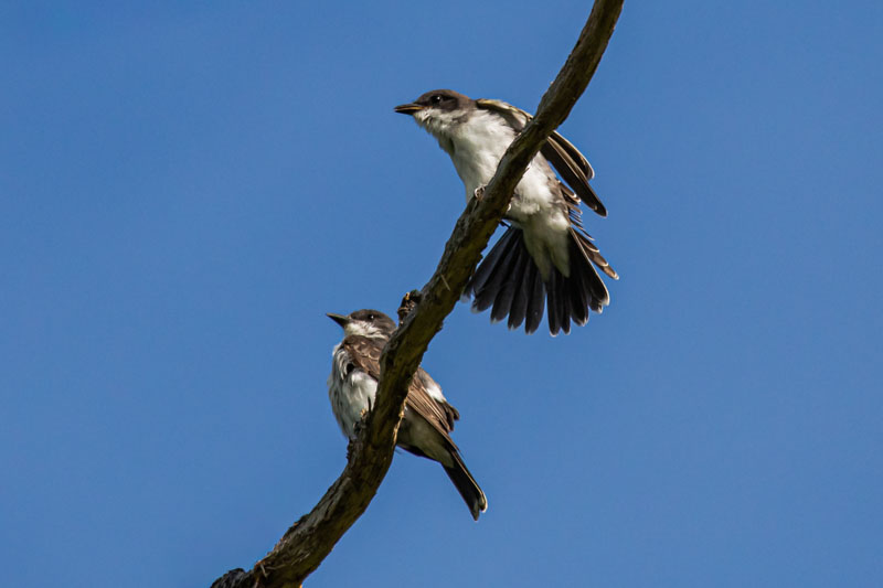 Two Eastern Kingbirds perched together as the upper bird opens its wings and spreads its tail