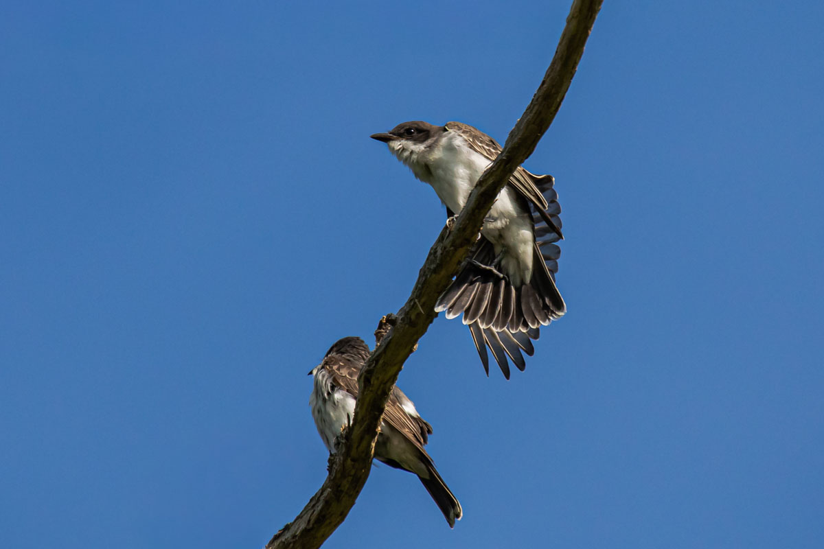 Two Eastern Kingbirds perched on a diagonal branch, the upper bird spreading its right wing and tail against a blue sky