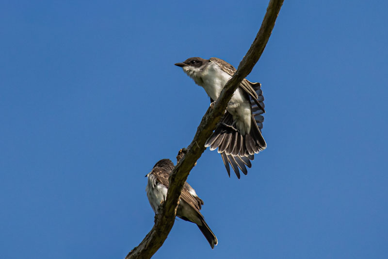 Eastern Kingbird perched on a diagonal branch with its tail partly spread