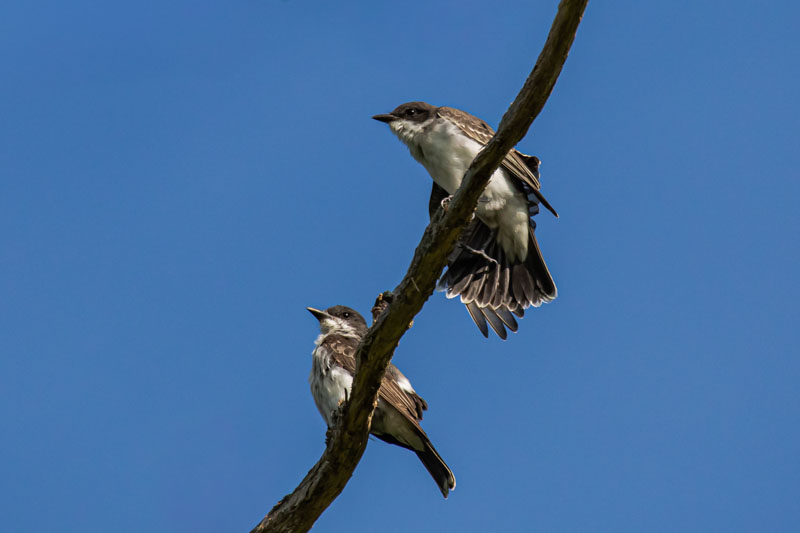 Pair of Eastern Kingbirds on a diagonal branch, both showing catchlights as the upper bird fans its tail