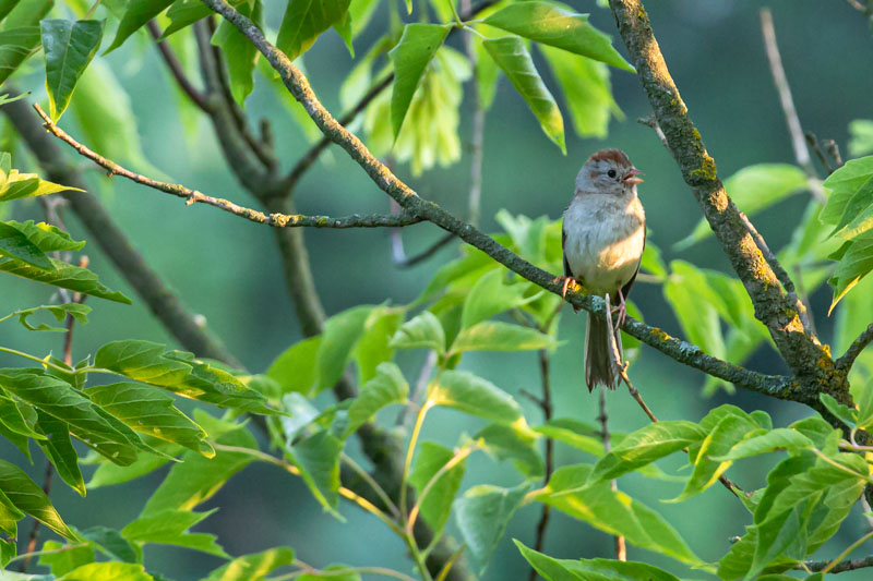 Singing from the Green