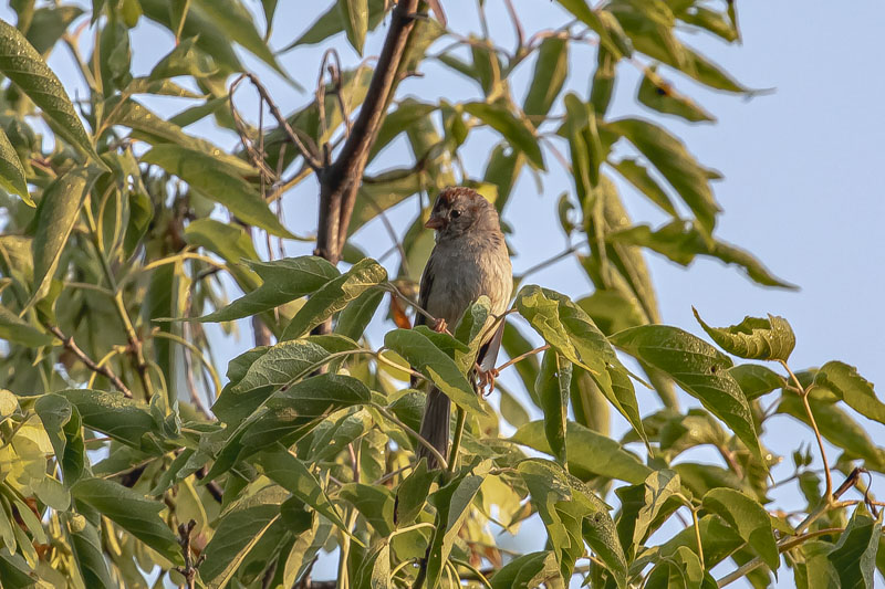 High Leafy Perch