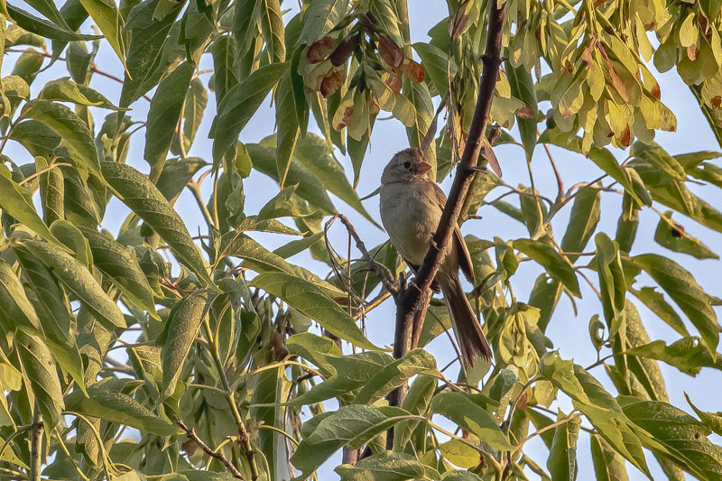 Warm Light Perch